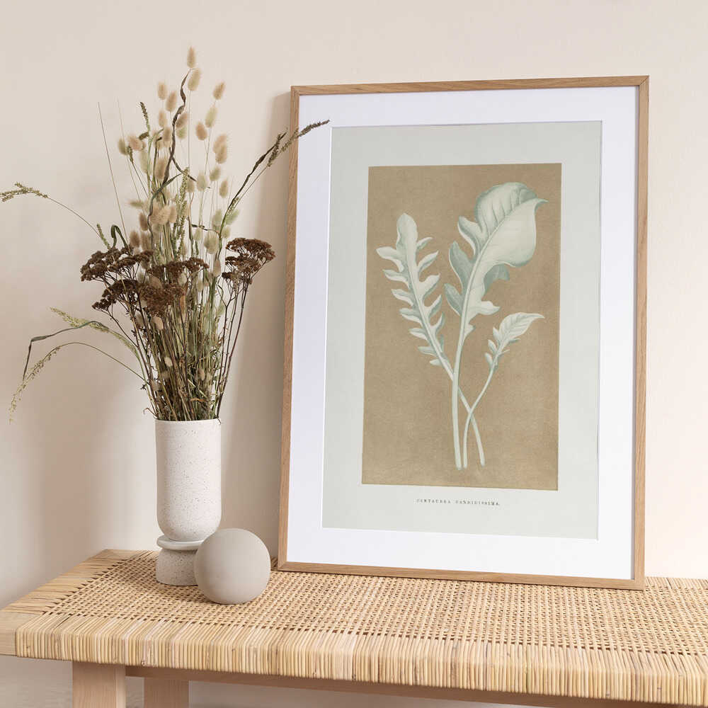 Centaurea Candidissima Leaf Illustration - Art Print by Les Plantes a Feuillage Colore