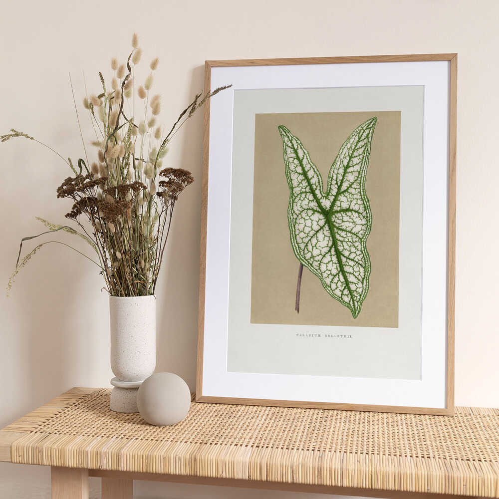 Green Caladium Belleymii Leaf Illustration - Art Print by Les Plantes a Feuillage Colore