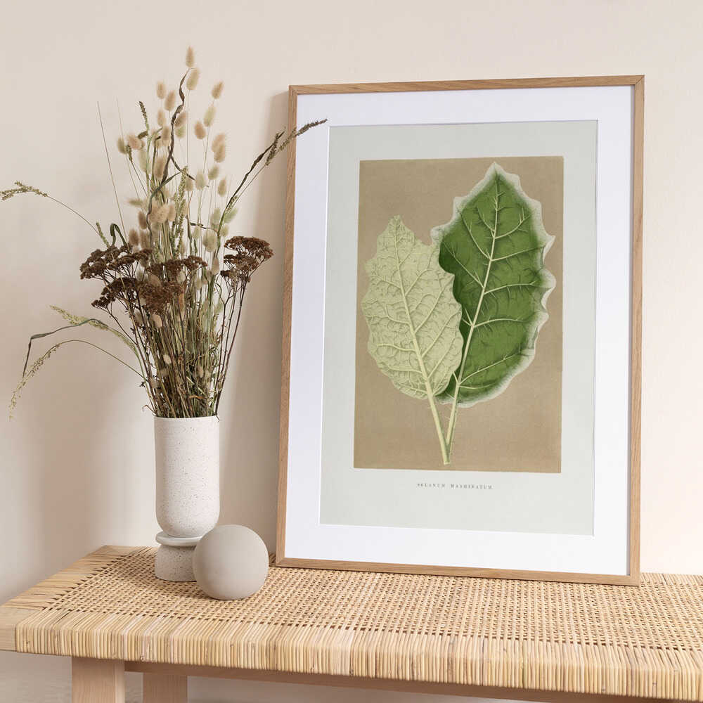 Green Solanum Marginatum Leaf Illustration - Art Print by Les Plantes a Feuillage Colore
