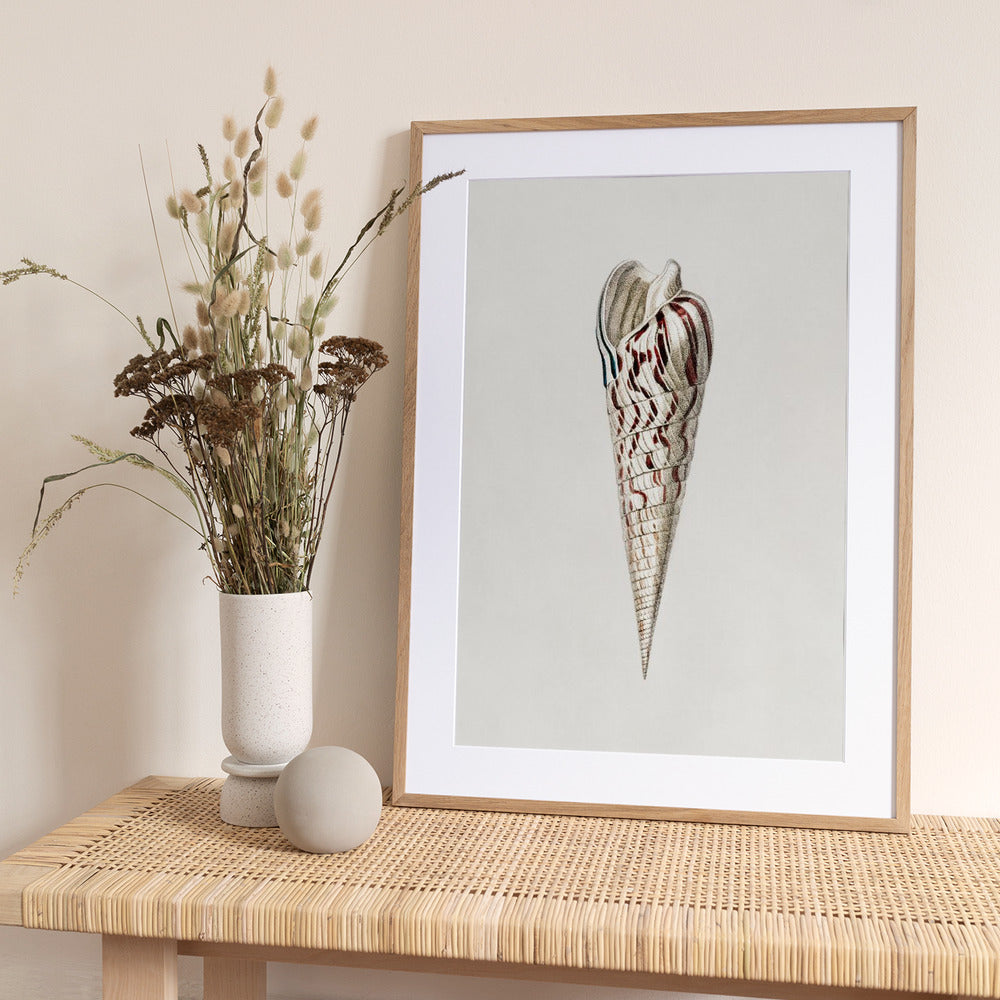 Mollusks Crop III - Art Print by Charles Dessalines D Orbigny