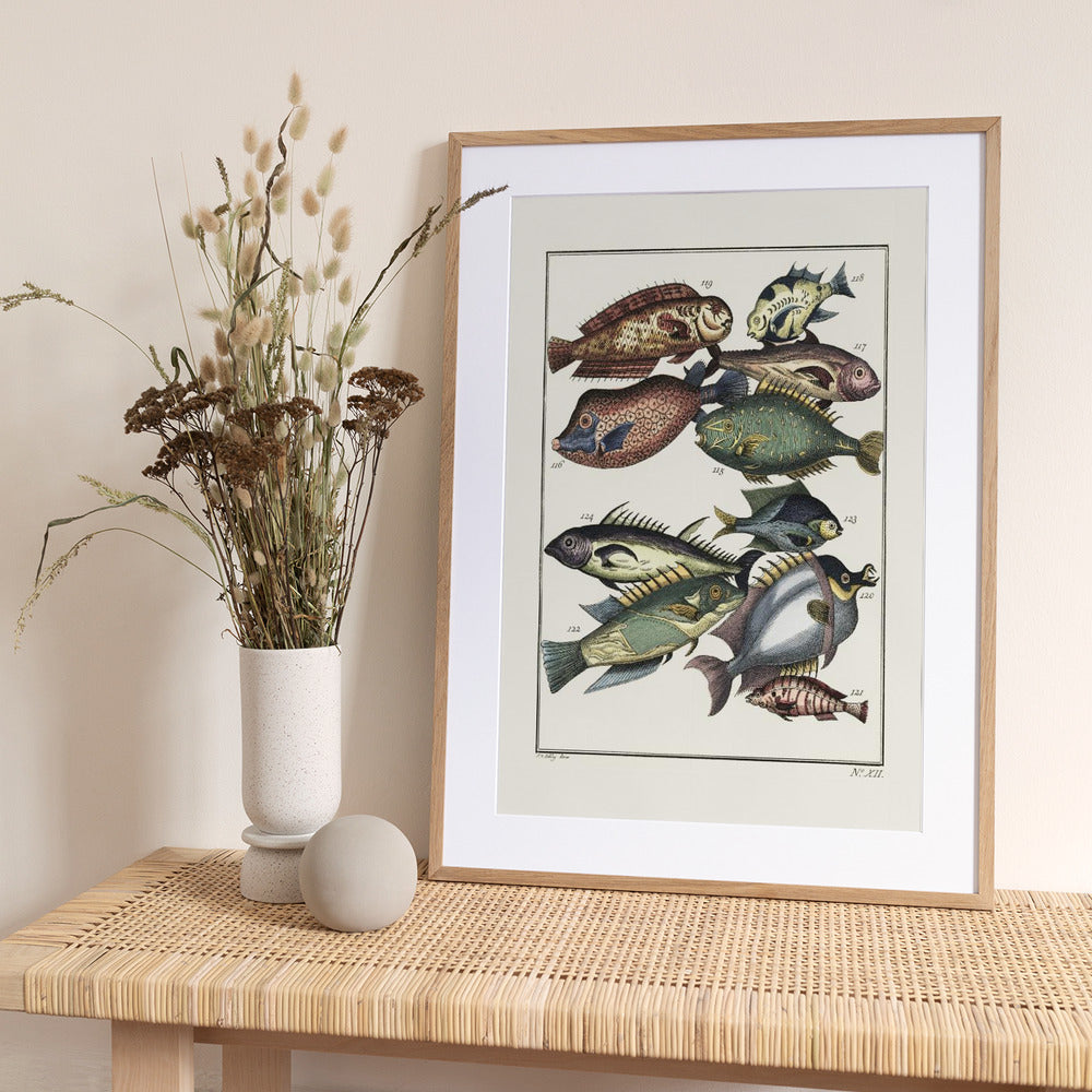 Exotic Fish (1767) By J V Schley - Art Print by Pictufy