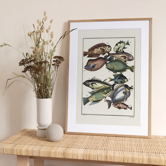 Exotic Fish (1767) By J V Schley - Art Print by Pictufy