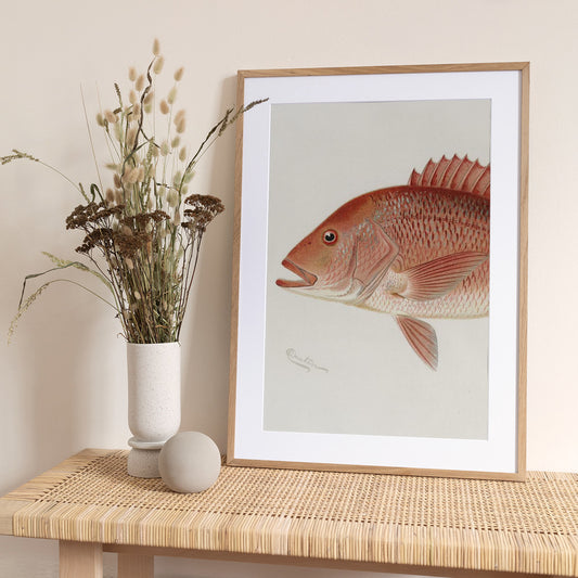 Red Snapper - Art Print by Sherman F. Denton