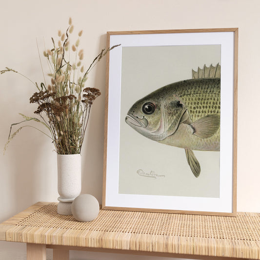 Rock Bass Crop - Art Print by Sherman F. Denton
