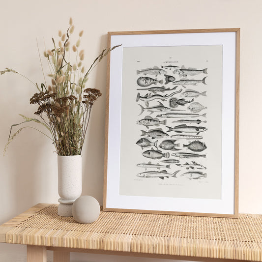 Sealife I - Art Print by Oliver Goldsmith