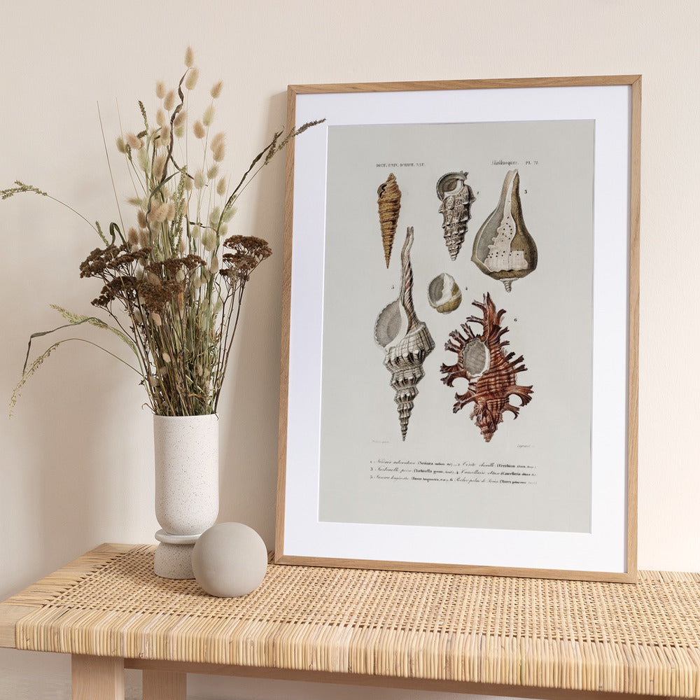 Sealife II - Art Print by Charles Dessalines D Orbigny