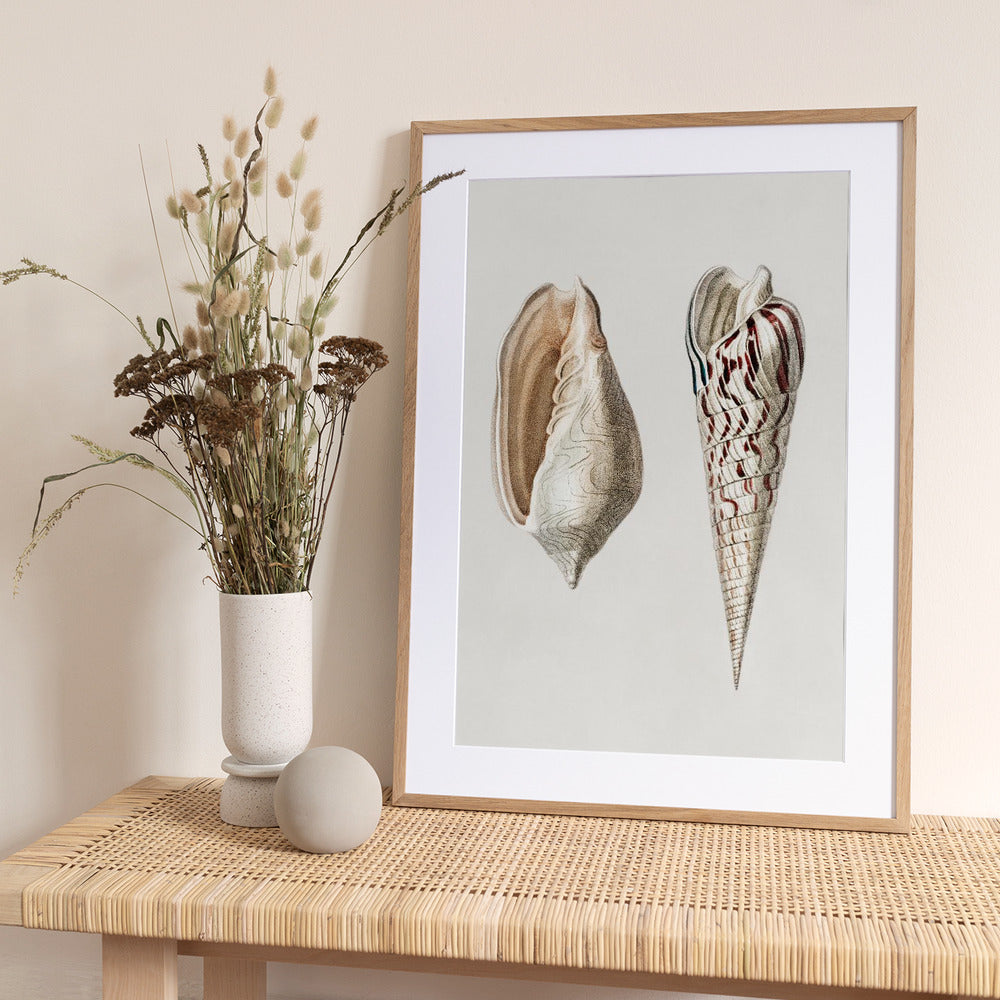 Two Mollusks Crop II - Art Print by Charles Dessalines D Orbigny