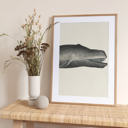 Whale Ii Tight Crop Handcolored Sealife Lithograph 1824 - Art Print by Vintage Poster