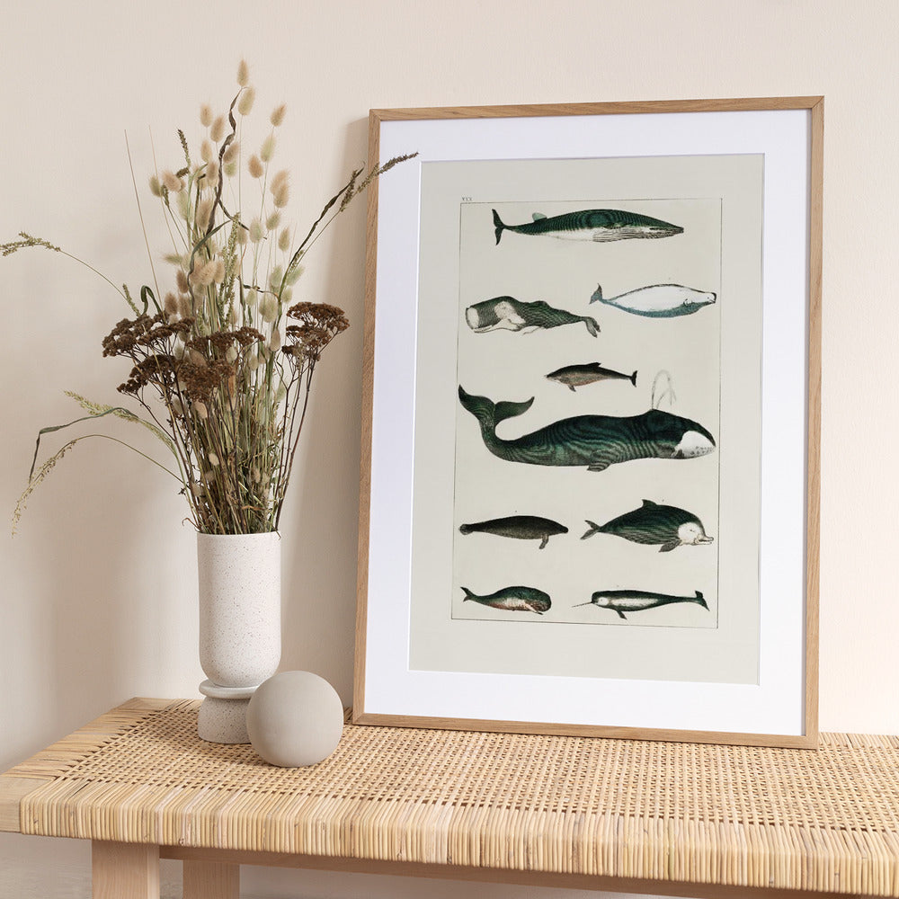 Vintage Whale Poster - Art Print by Oliver Goldsmith