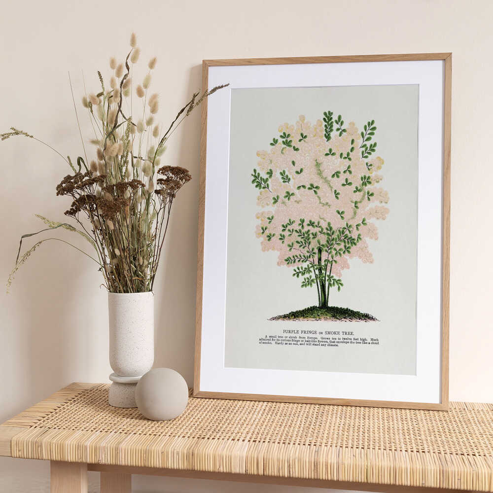 Purple Fringe Tree Lithograph - Art Print by Botanical Specimen Rochester Lithographing