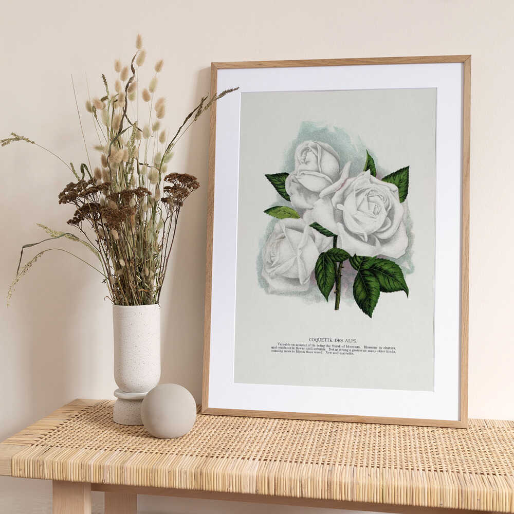 White Rose, Coquette Des Alps Lithograph - Art Print by Botanical Specimen Rochester Lithographing