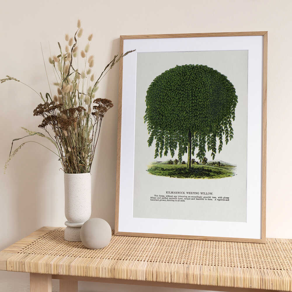 Kilmarnock Weeping Willow Tree Lithograph - Art Print by Botanical Specimen Rochester Lithographing