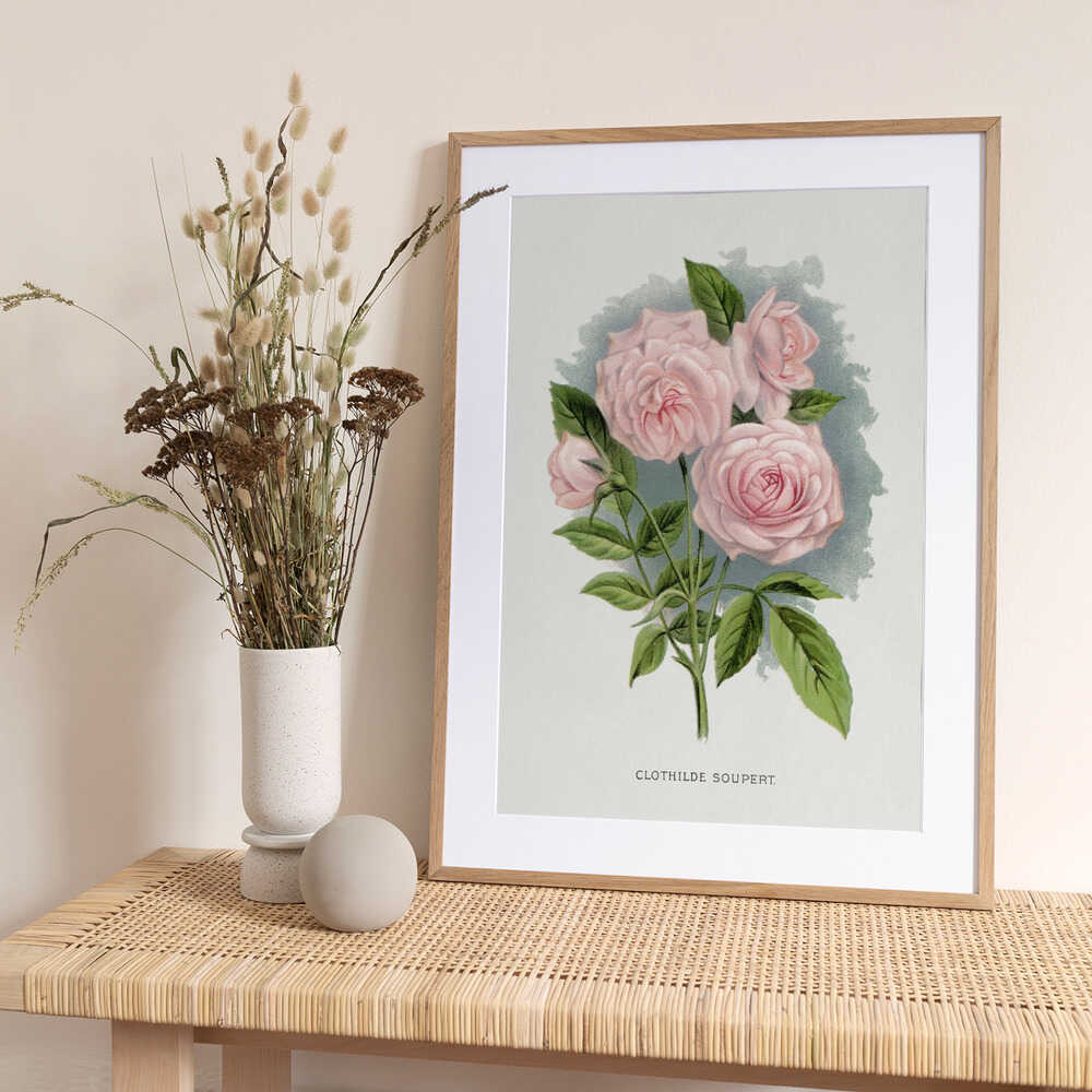 Pink Rose, Clothilde Soupert Lithograph - Art Print by Botanical Specimen Rochester Lithographing