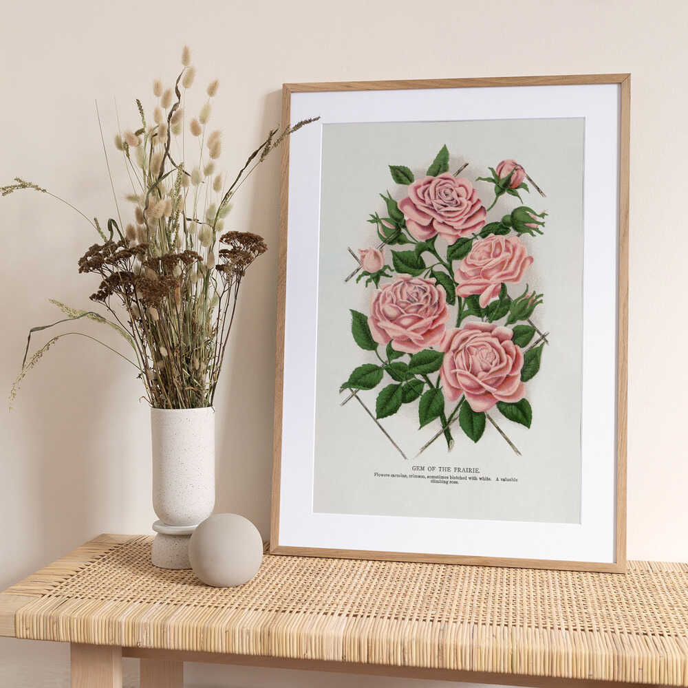 Pink Rose, Gem of the Prairie Lithograph - Art Print by Botanical Specimen Rochester Lithographing