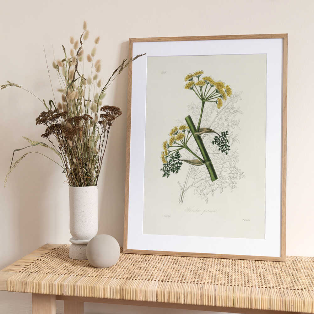 Ferula Persica Medical Botany - Art Print by John Stephenson and James Morss Churchill