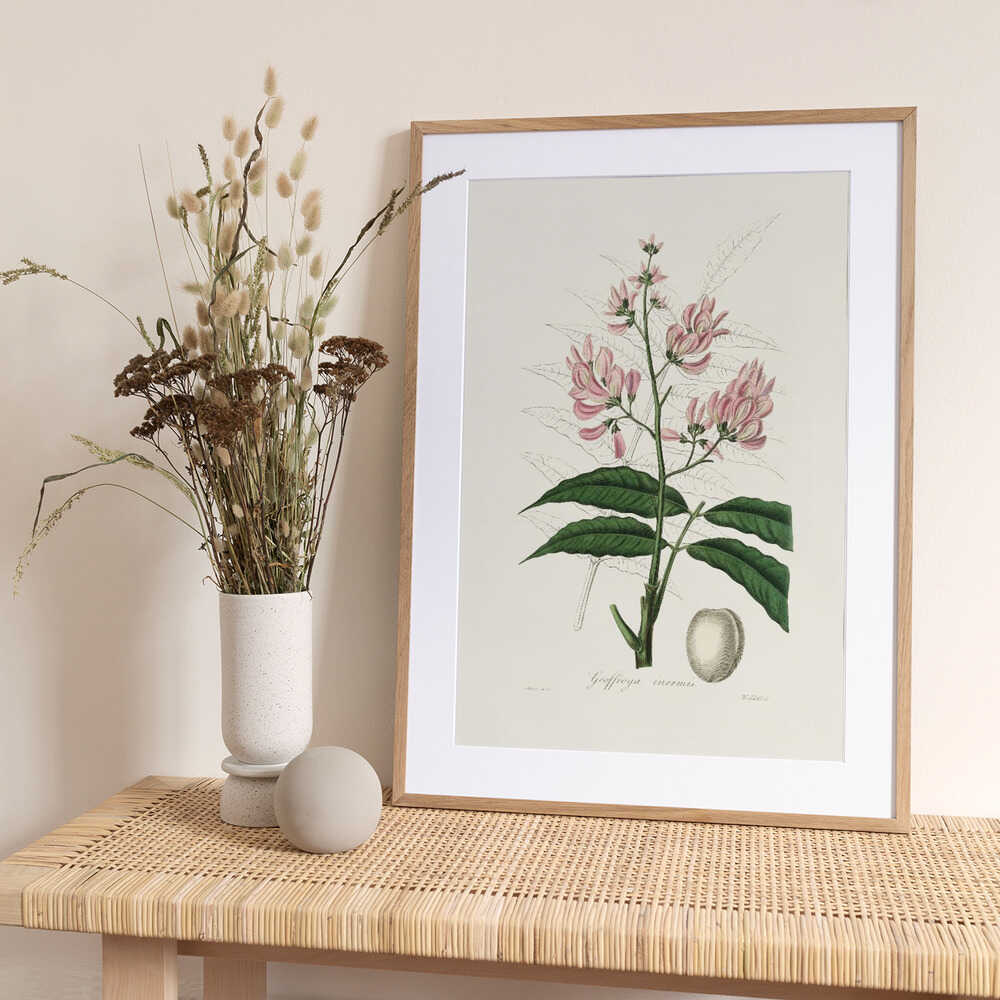 Geoffroya Inermis Medical Botany - Art Print by John Stephenson and James Morss Churchill