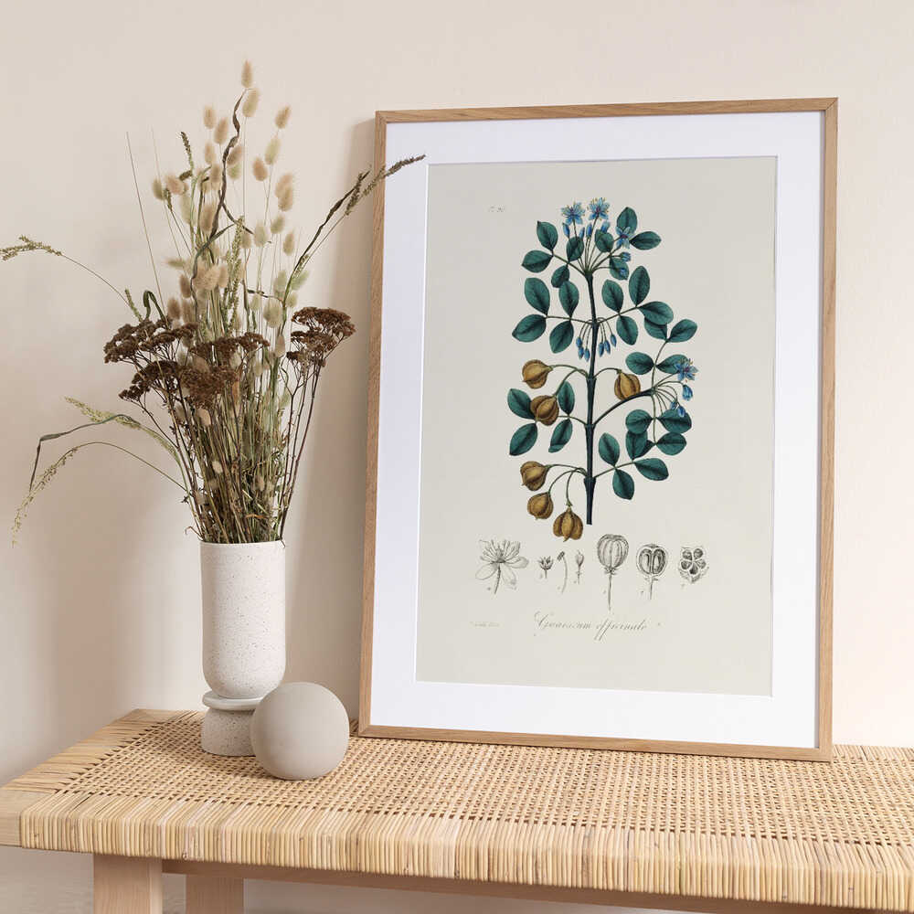 Guaiacwood (guaiacum Officinale) Medical Botany - Art Print by John Stephenson and James Morss Churchill