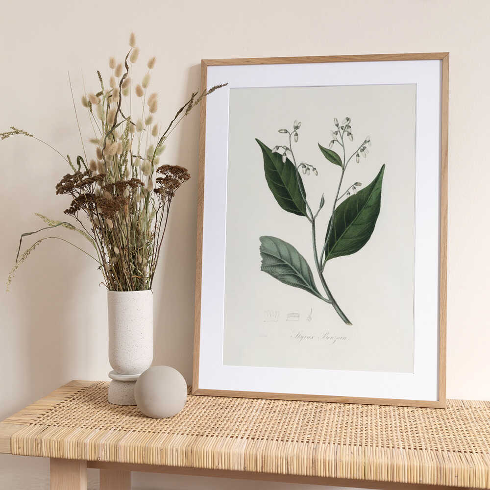 Gum Benjamin Tree (styrax Benzoin Medical Botany - Art Print by John Stephenson and James Morss Churchill