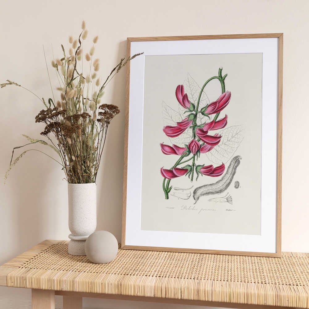 Mucuna Pruriens (dolichos Pruriens) Medical Botany - Art Print by John Stephenson and James Morss Churchill