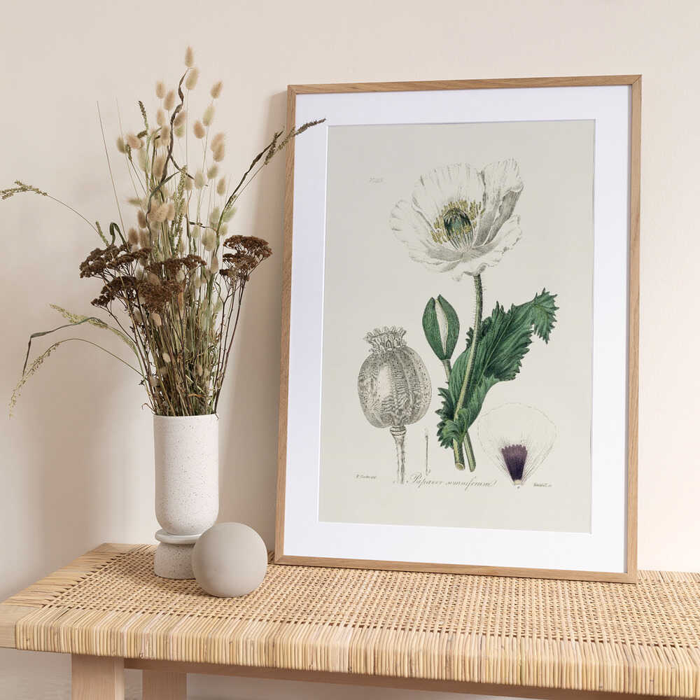 Opium Poppy (papaver Somniferum) Medical Botany - Art Print by John Stephenson and James Morss Churchill