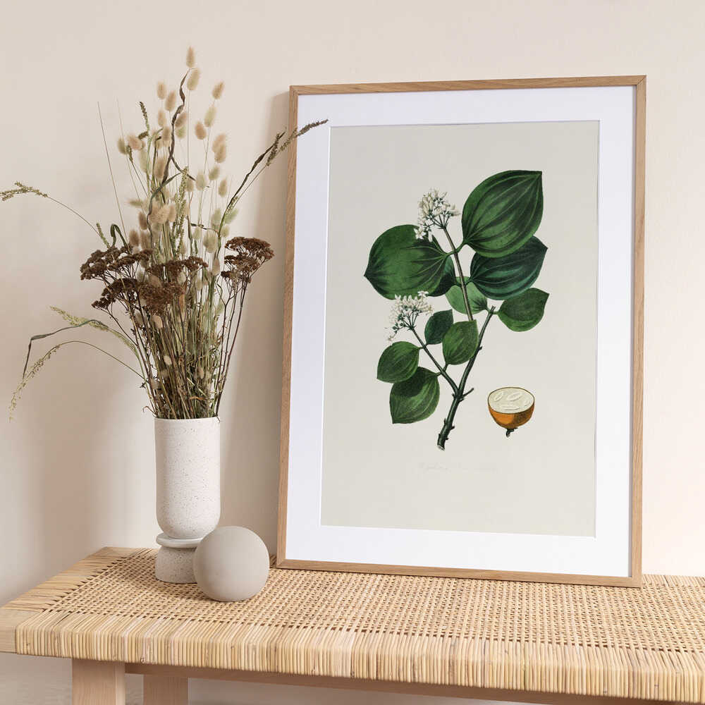 Poison Nu (strychnos Nux Vomica) Medical Botany - Art Print by John Stephenson and James Morss Churchill