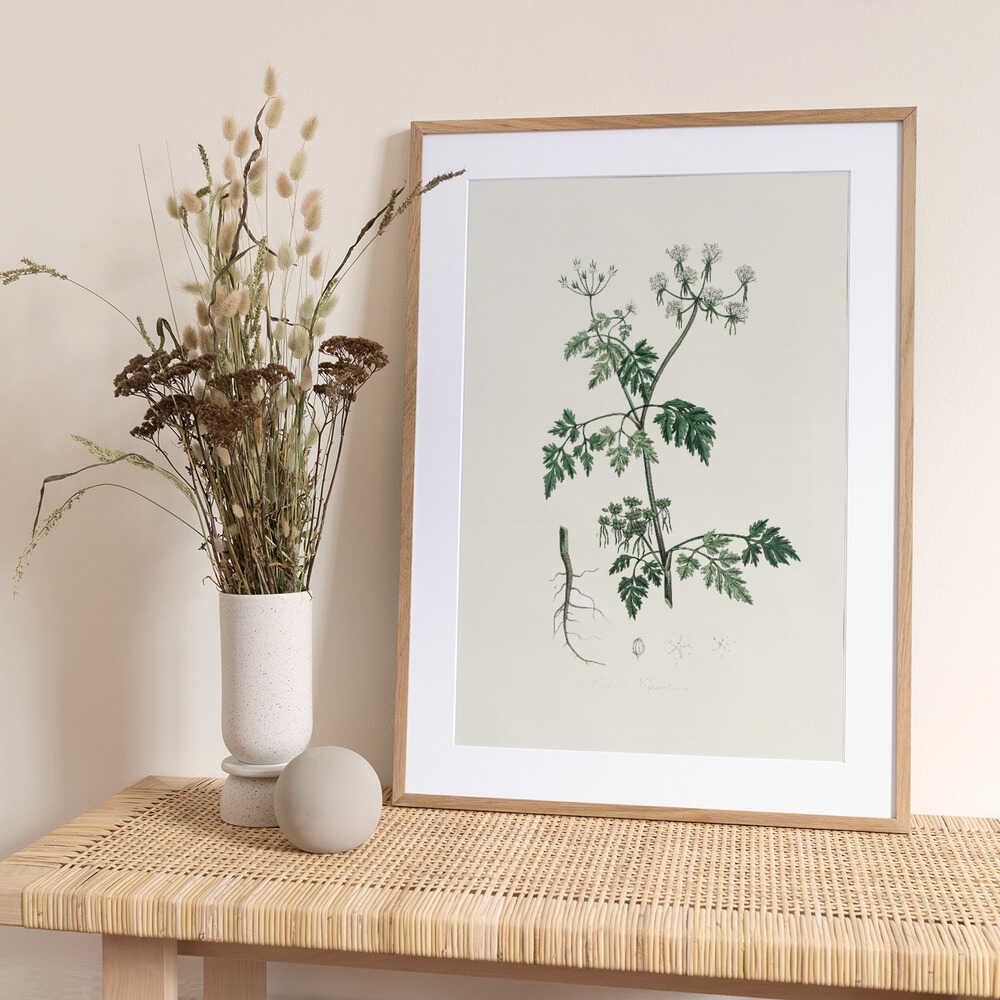 Poison Parsley (aethusa Cynapium) Medical Botany - Art Print by John Stephenson and James Morss Churchill