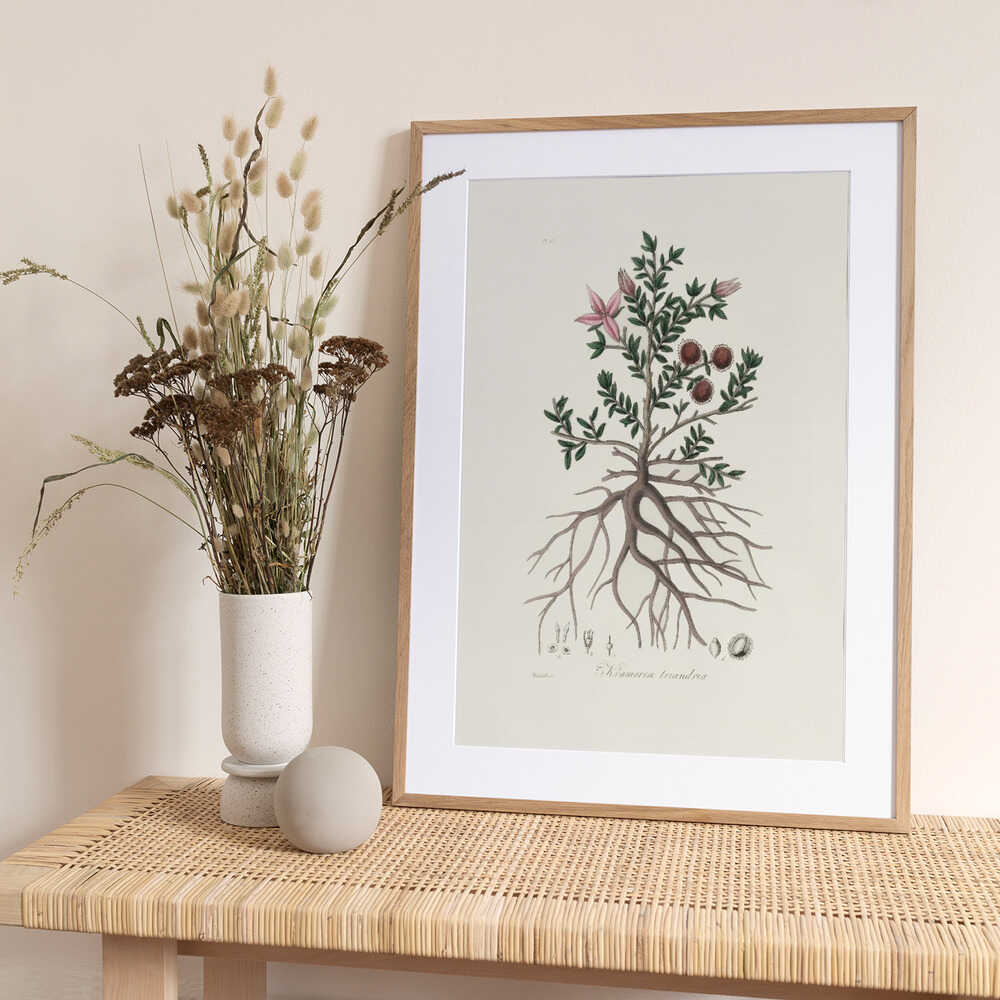 Rhatany (krameria Triandrea) Medical Botany - Art Print by John Stephenson and James Morss Churchill