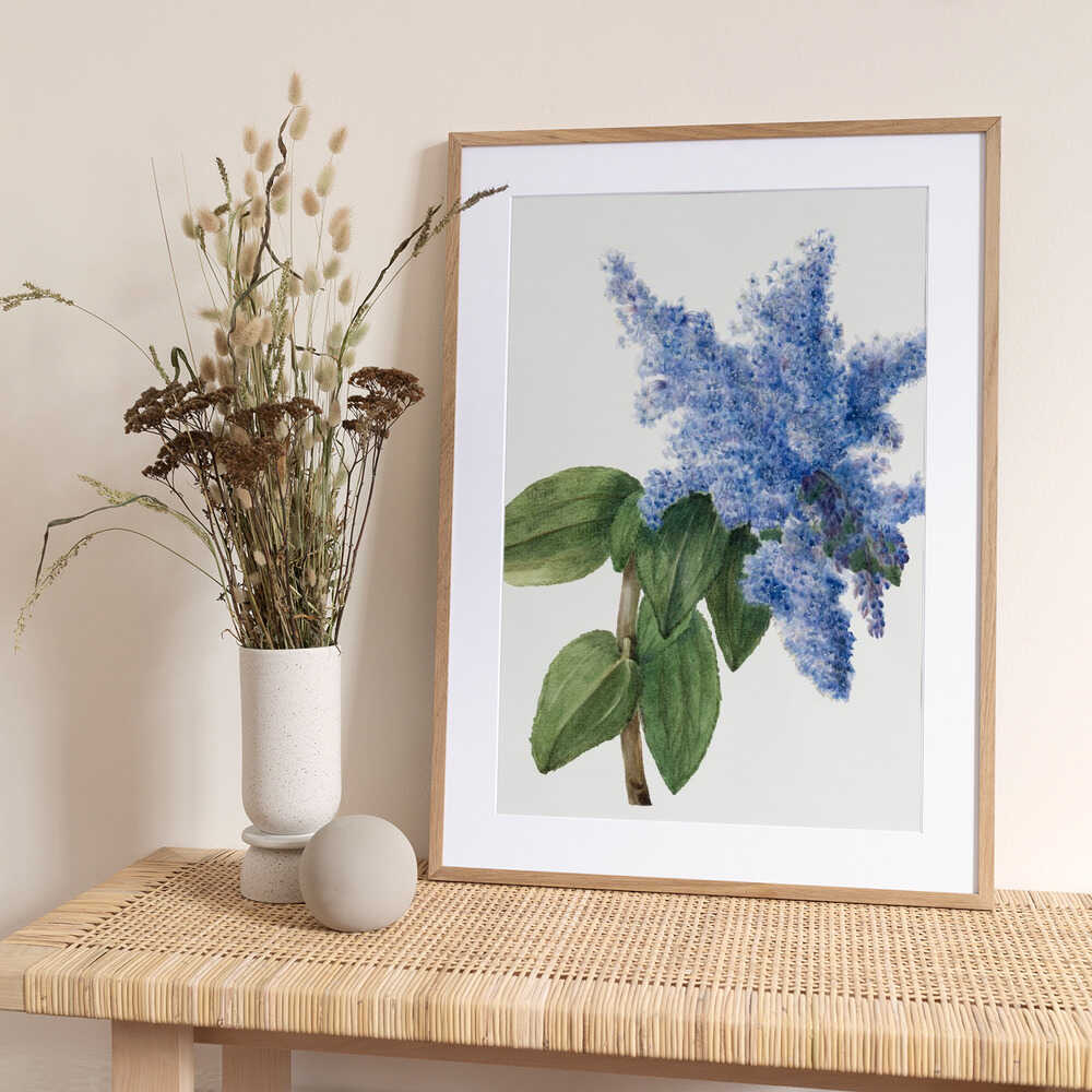 California Lilac (1935) - Art Print by Mary Vaux Walcott