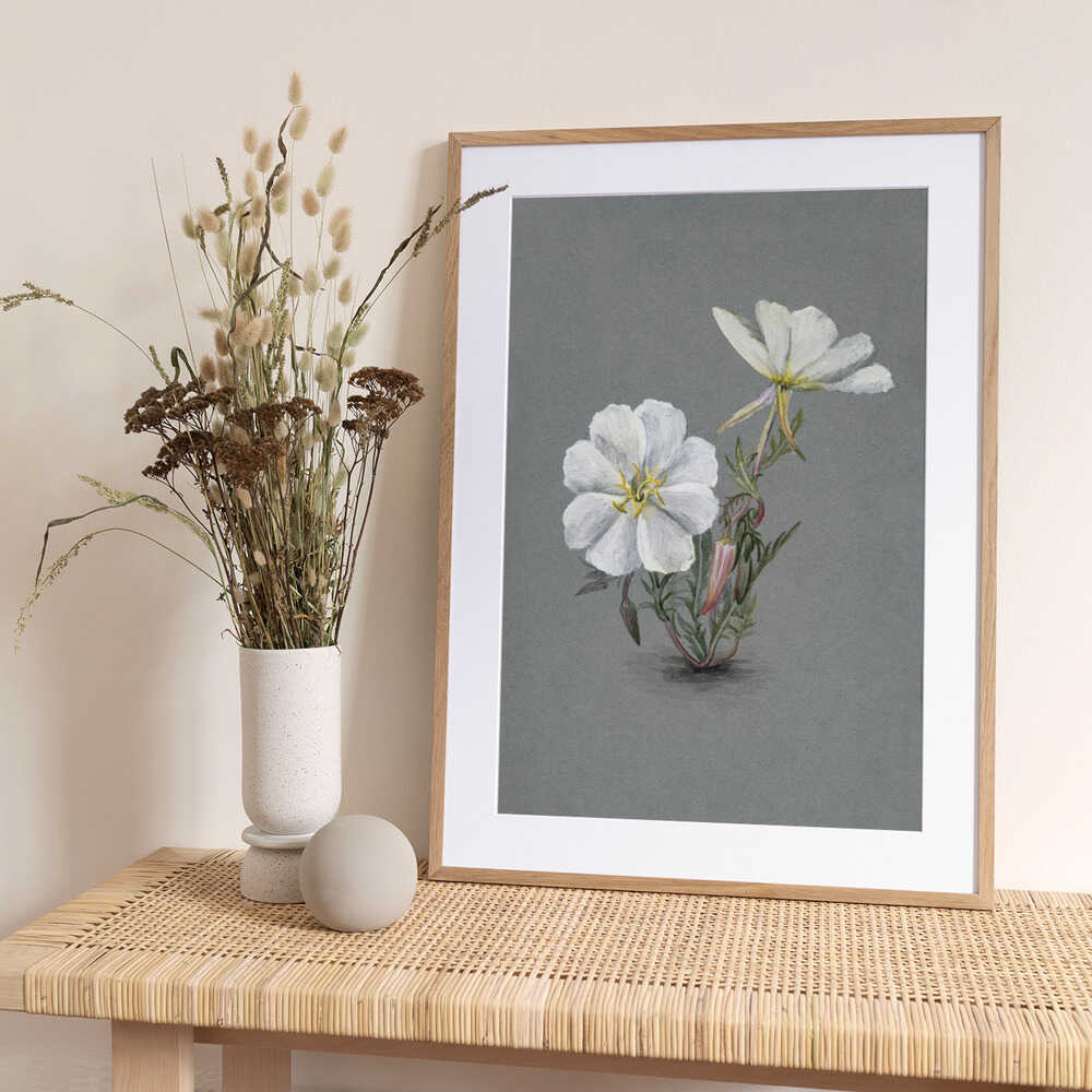 Giant Helleborine (1880) - Art Print by Mary Vaux Walcott