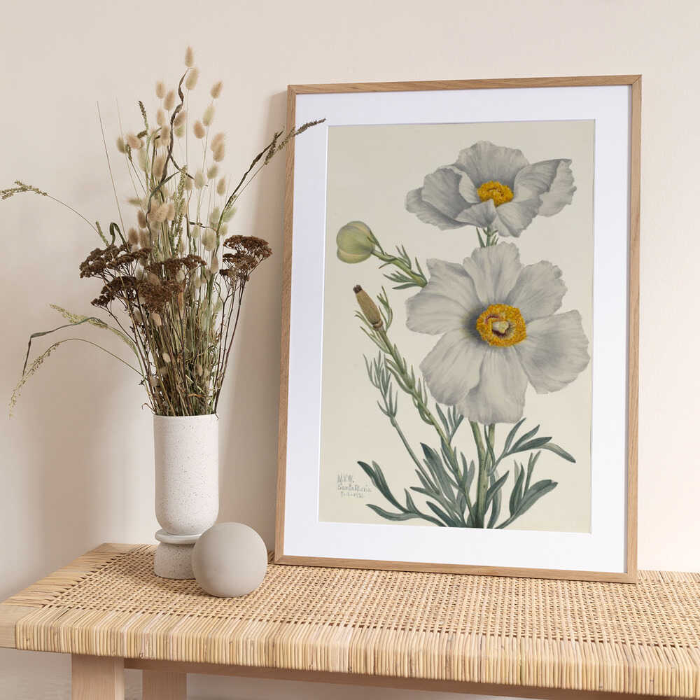 Matilija Poppy - Art Print by Mary Vaux Walcott