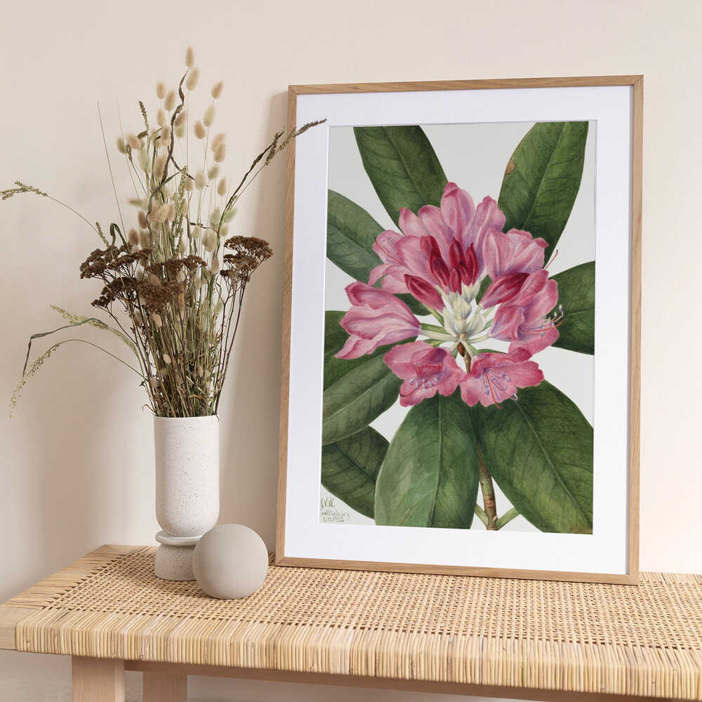 Mountain Rose Bay (1932) - Art Print by Mary Vaux Walcott