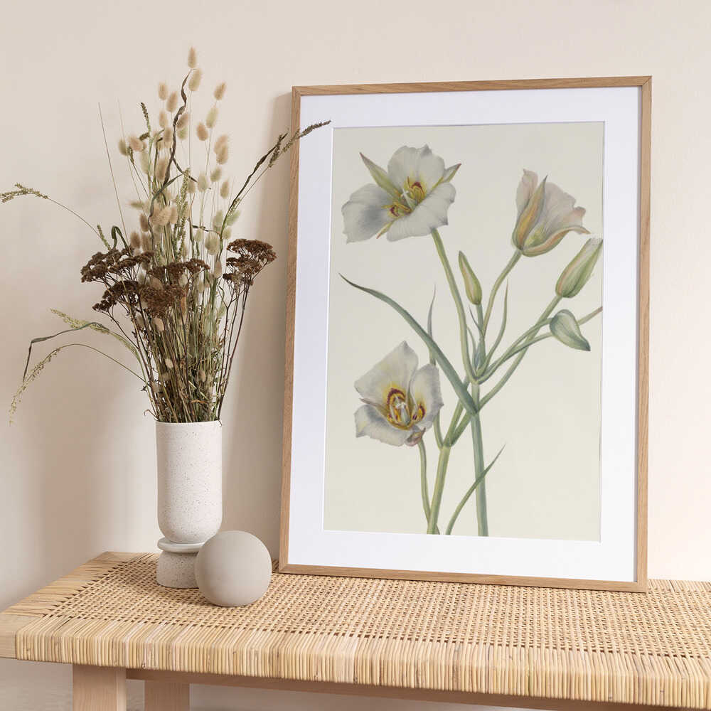 Sego Lily - Art Print by Mary Vaux Walcott