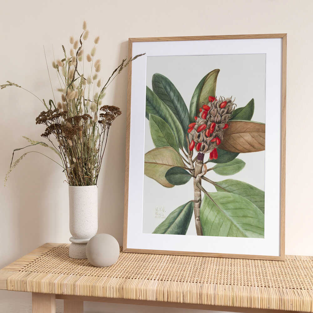 Southern Magnolia (1923) - Art Print by Mary Vaux Walcott