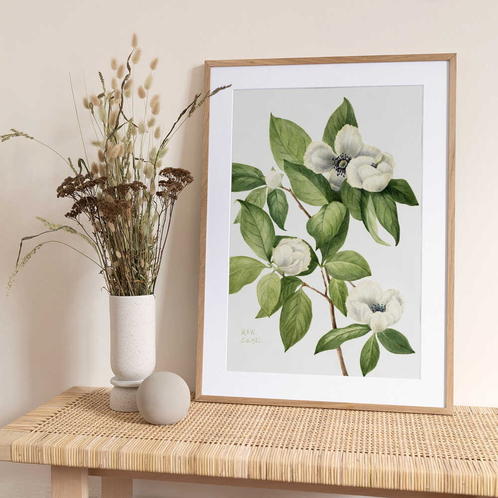 Virginia Stewartia (1925) - Art Print by Mary Vaux Walcott