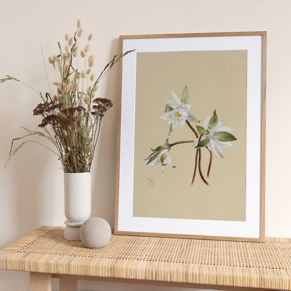 Water Lilies (1879) - Art Print by Mary Vaux Walcott