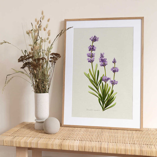 Lavandula Angustifolia - Art Print by Juan Hernaz