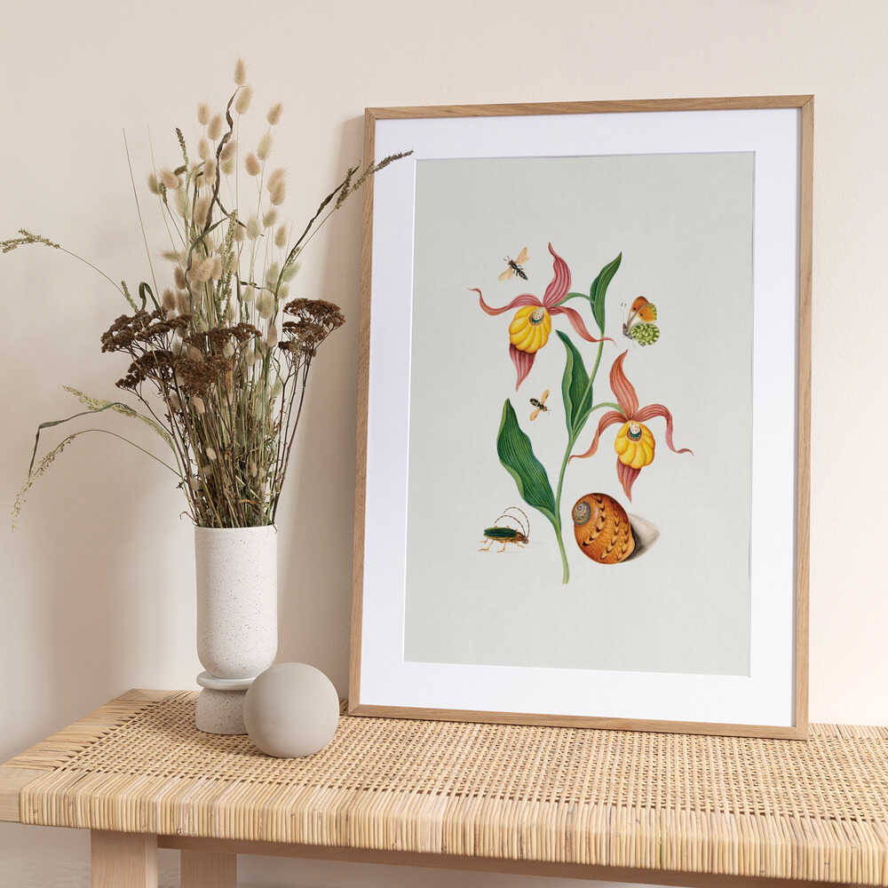 Lady's slipper orchid - Art Print by James Bolton