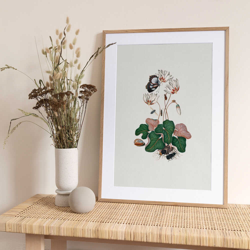 Cyclamen - Art Print by James Bolton