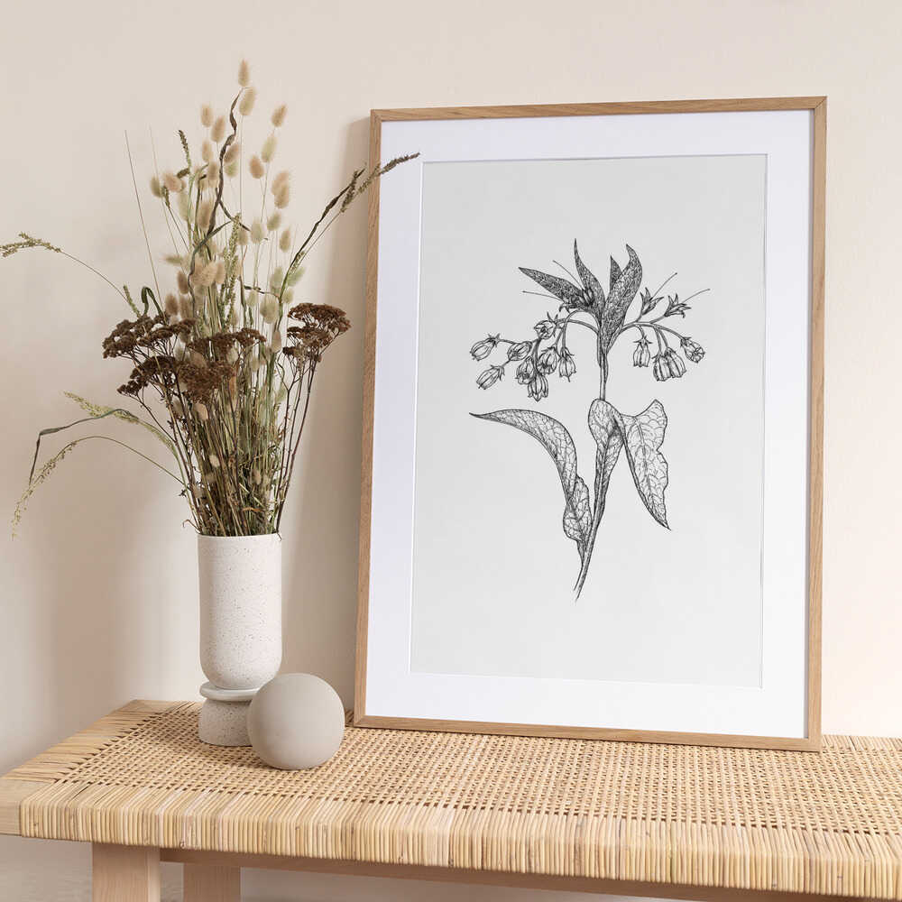 Comfrey - Art Print by Petra Holíková