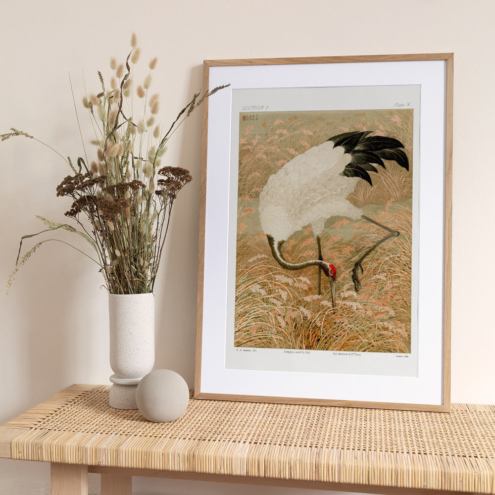 Sarus Crane In Rice Field - Art Print by G.a. Audsley