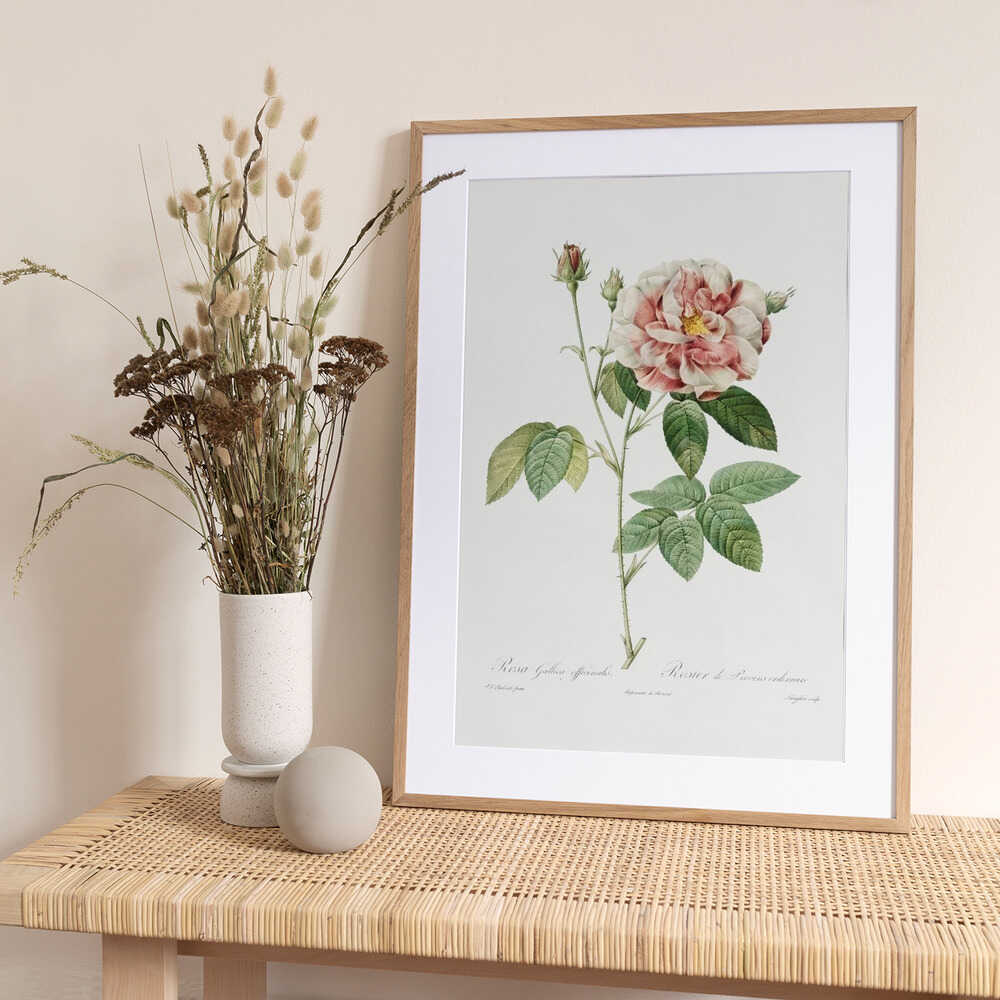 Rosa Gallica (1817–1824), Les Rose - Art Print by Pierre-Joseph Redoute