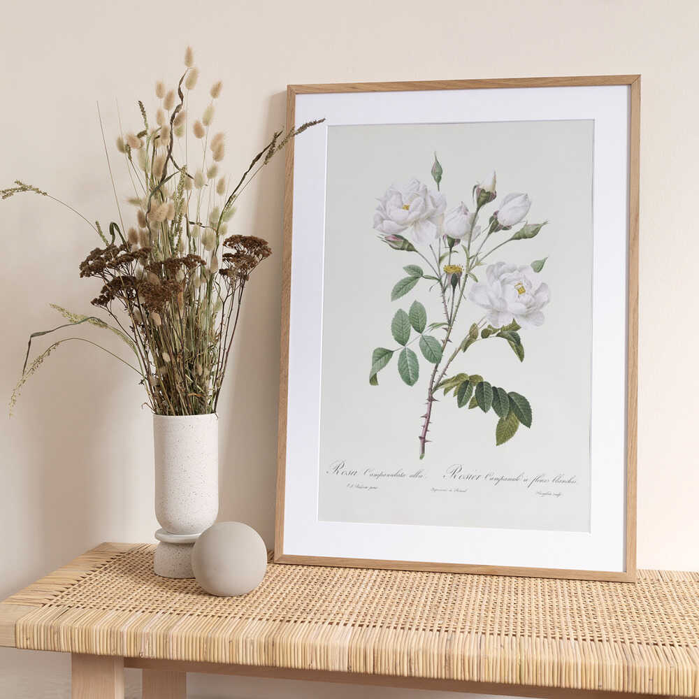 Rosa Gallica Pontiana, Les Roses (1817–1824) - Art Print by Pierre-Joseph Redoute