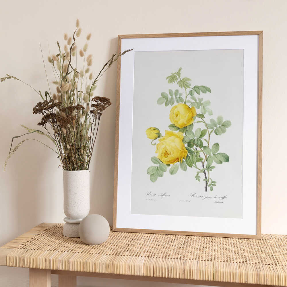 Rosa Hemisphaerica, Les Roses (1817–1824) - Art Print by Pierre-Joseph Redoute