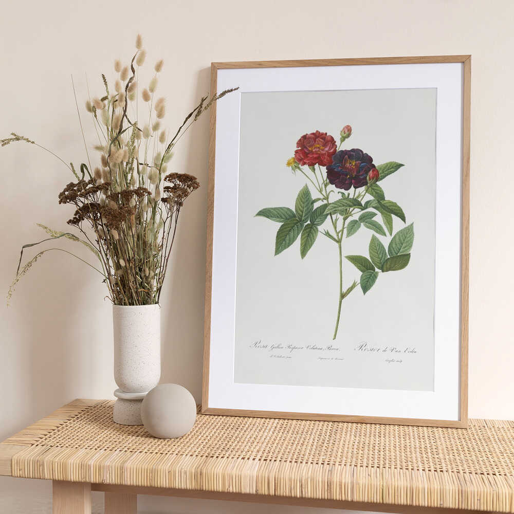 Rose of Van Eeden, Les Roses (1817–1824) - Art Print by Pierre-Joseph Redoute