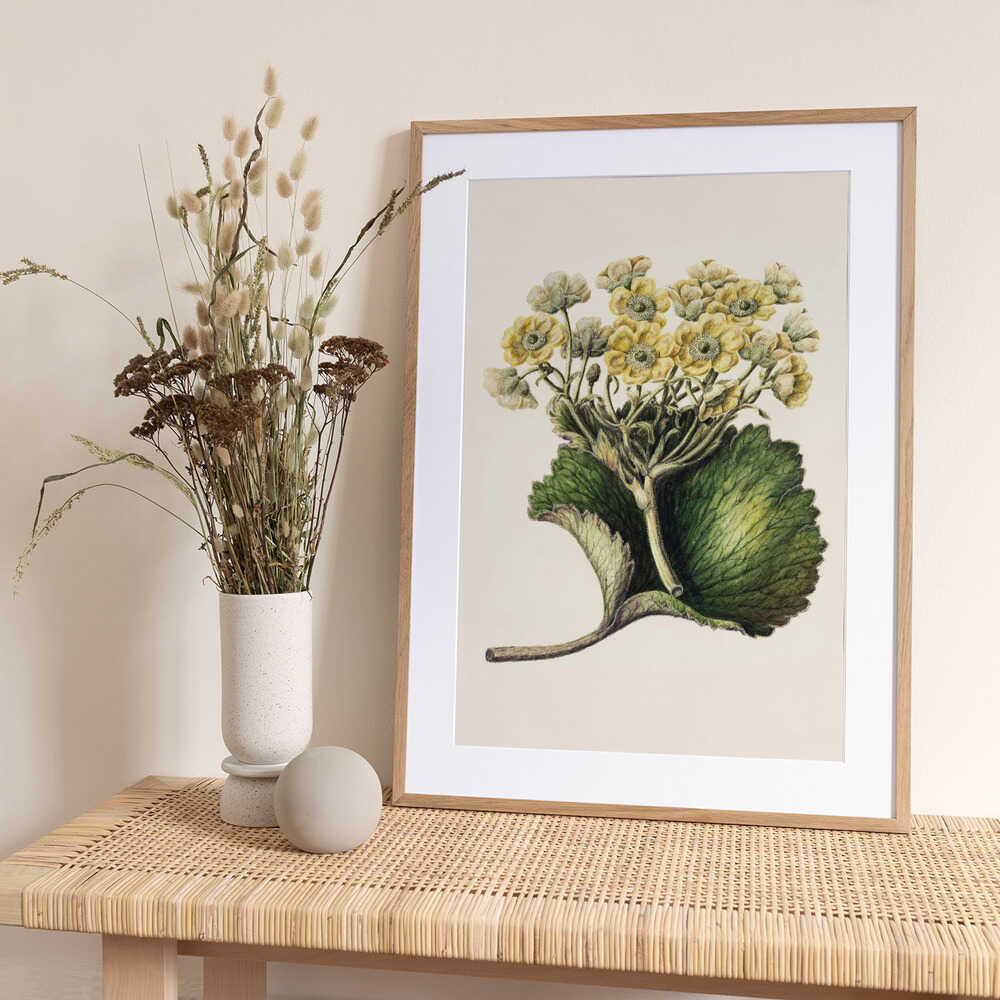 Korikor Drawn By Sarah Featon (1848–1927 - Art Print by Sarah Featon