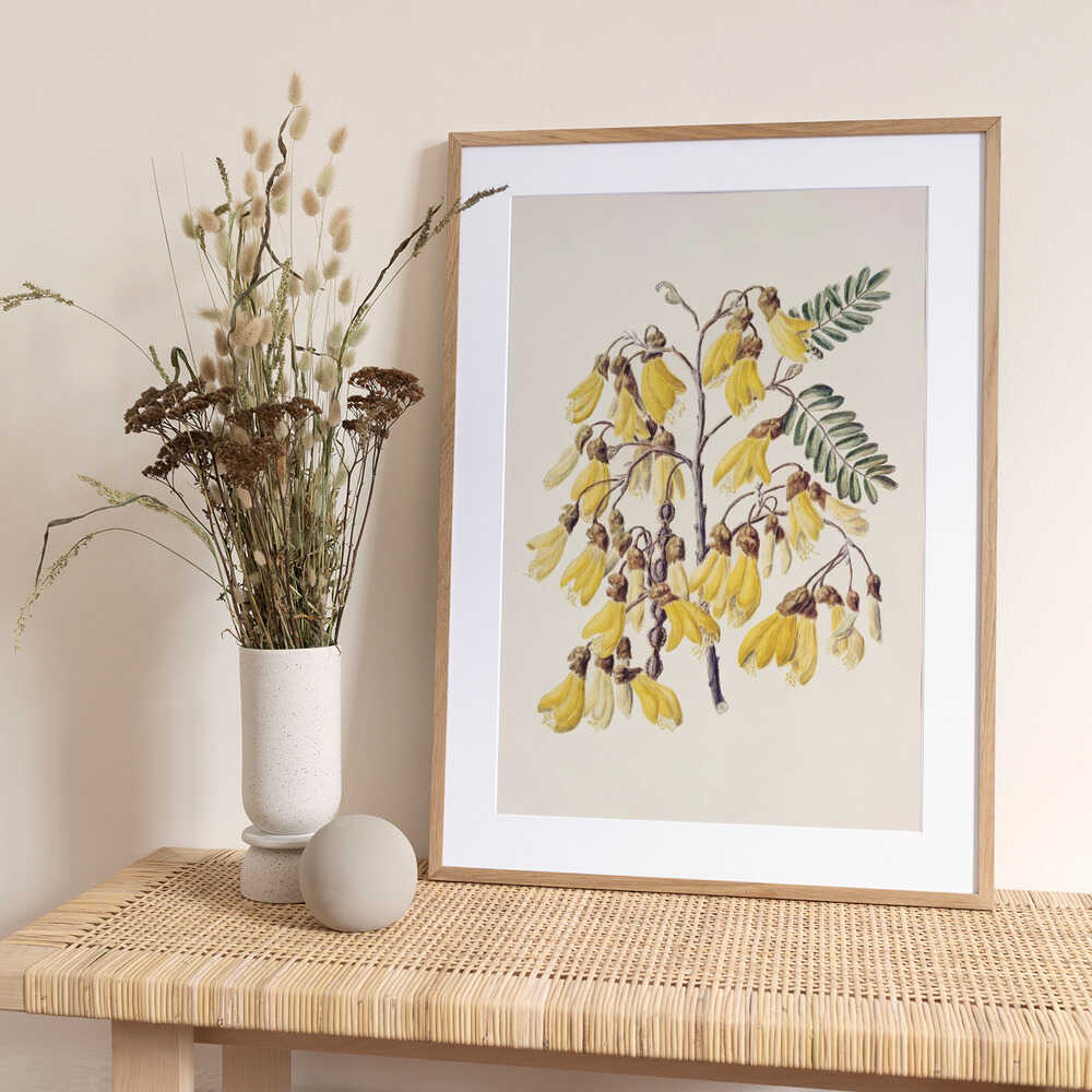 Kowhai Drawn By Sarah Featon (1848–1927) - Art Print by Sarah Featon