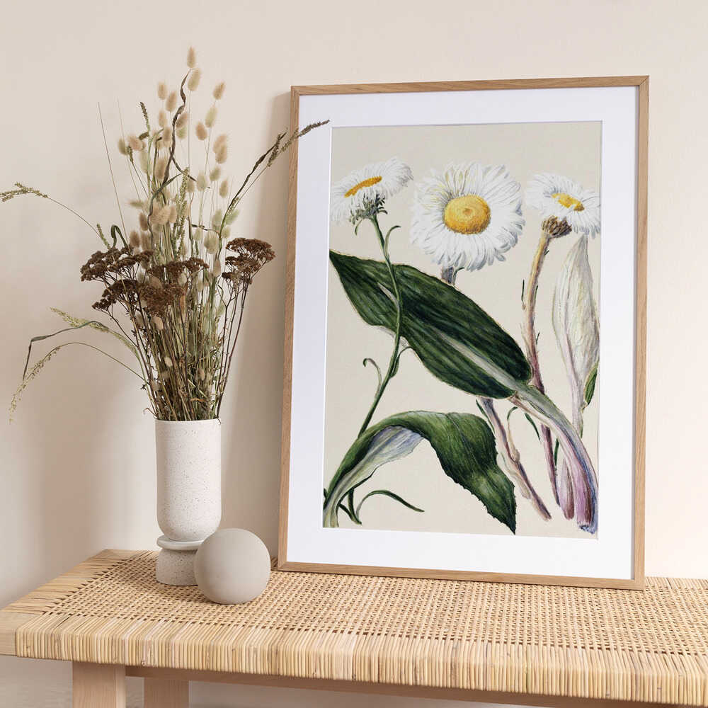 New Zealand Mountain Daisies Drawn By Sarah Featon (1848–1927 - Art Print by Sarah Featon