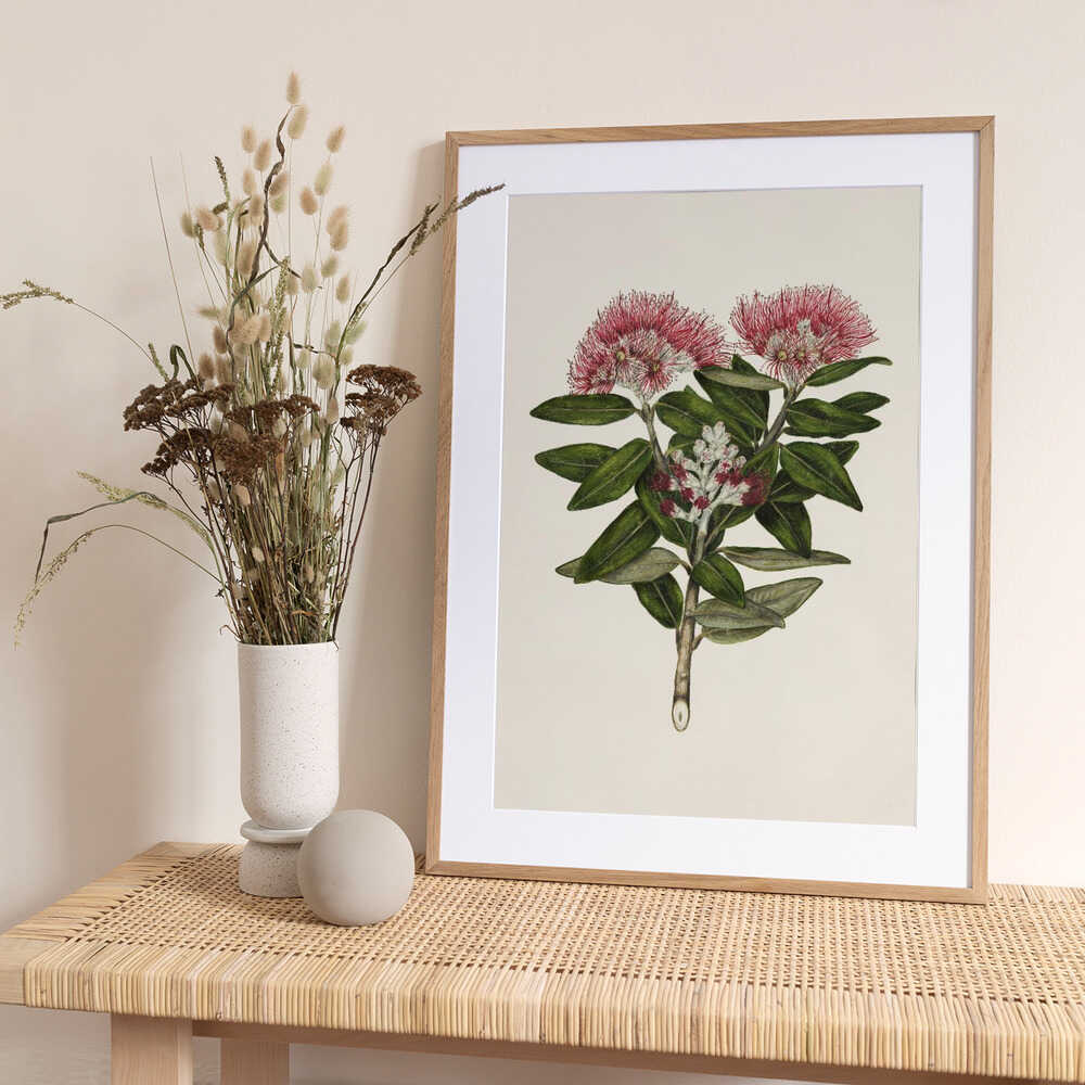 Pohutukawa   Metrosideros Tomentosa Drawn By Sarah Featon (1848–1927) - Art Print by Sarah Featon
