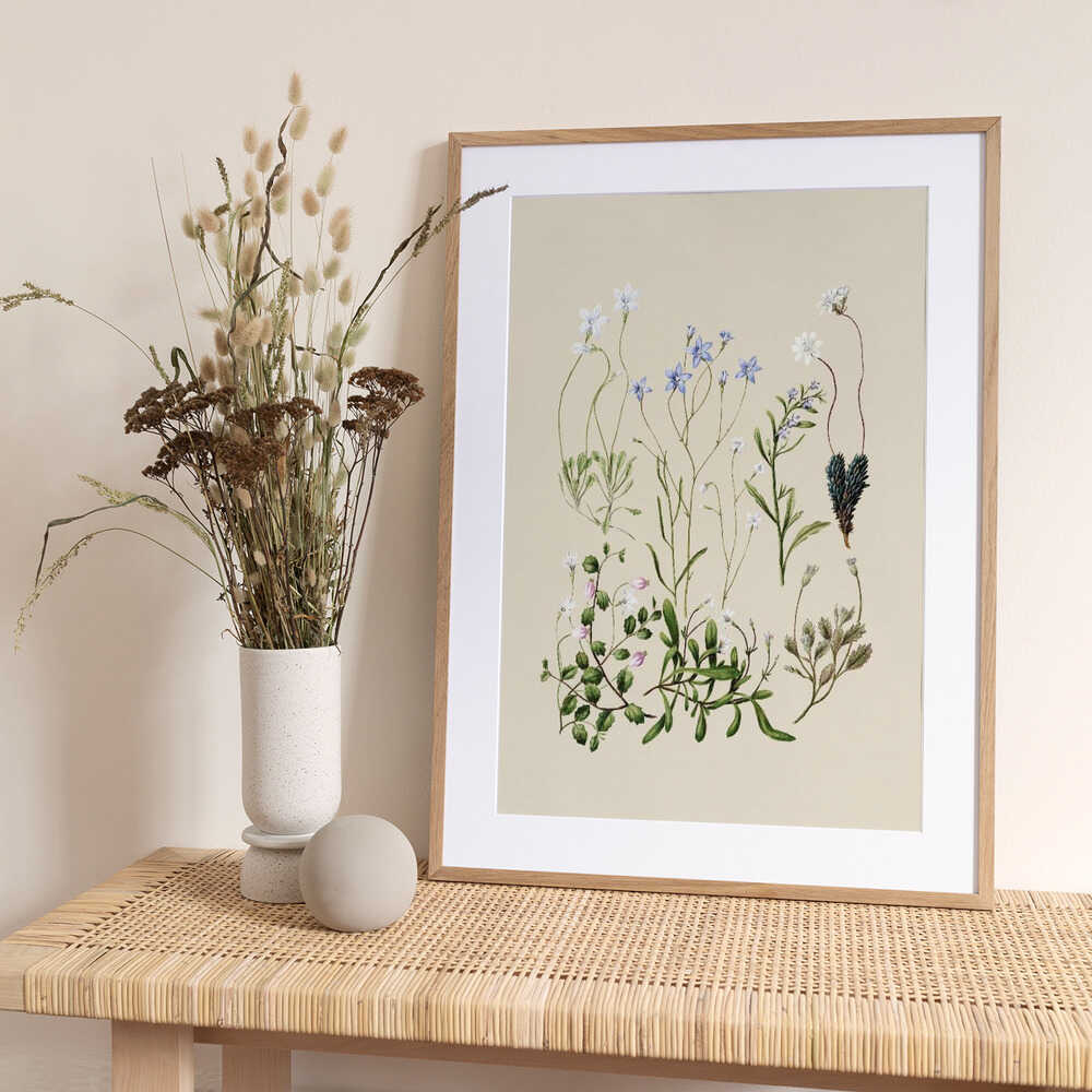 Wahlenbergias Drawn - Art Print by Sarah Featon