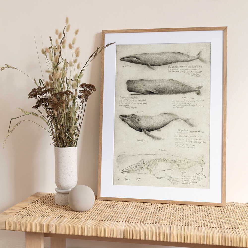 Sketches Of Various Whale - Art Print by Mike Koubou